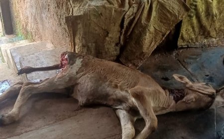 ಹೊಸಗದ್ದೆಯಲ್ಲಿ ಚಿರತೆ ದಾಳಿ: ಕೊಟ್ಟಿಗೆಯಲ್ಲೇ ಕರುವನ್ನು ಕೊಂದು ತಿಂದ ಚಿರತೆ