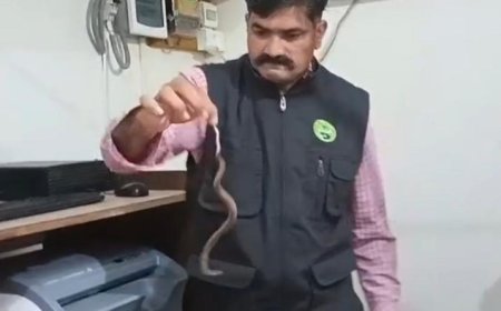 ಆಸ್ಪತ್ರೆಯ ಎಕ್ಸ್‌-ರೇ ಕೊಠಡಿಗೆ ಬಂದ ಮಿಡಿ ನಾಗರ: ಕ್ಷಿಪ್ರ ಕಾರ್ಯಾಚರಣೆ ಮೂಲಕ ಜೀವ ರಕ್ಷಿಸಿದ ಅರಣ್ಯಾಧಿಕಾರಿ ಸುನೀಲ್ ಹೊನ್ನಾವರ