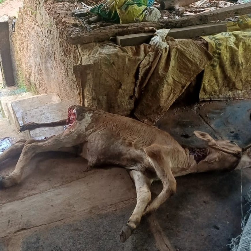 ಹೊಸಗದ್ದೆಯಲ್ಲಿ ಚಿರತೆ ದಾಳಿ: ಕೊಟ್ಟಿಗೆಯಲ್ಲೇ ಕರುವನ್ನು ಕೊಂದು ತಿಂದ ಚಿರತೆ