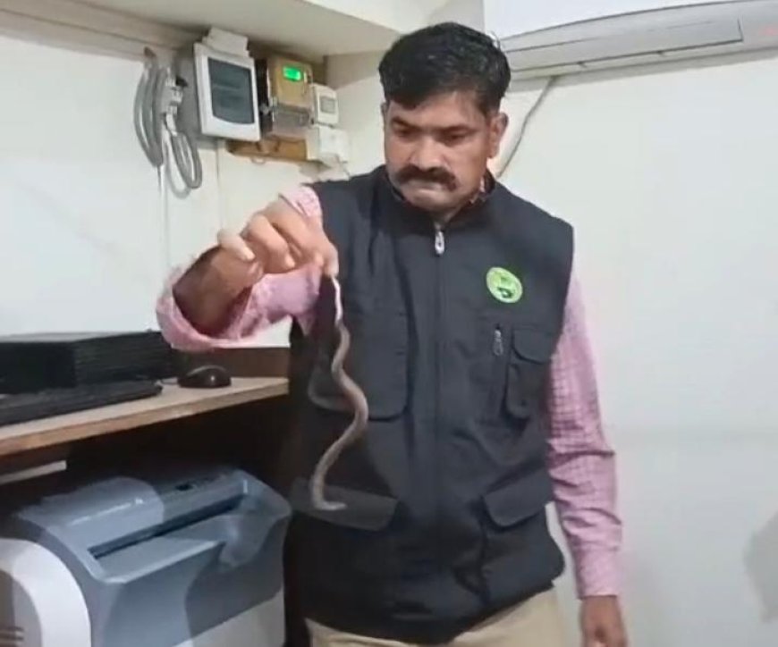 ಆಸ್ಪತ್ರೆಯ ಎಕ್ಸ್‌-ರೇ ಕೊಠಡಿಗೆ ಬಂದ ಮಿಡಿ ನಾಗರ: ಕ್ಷಿಪ್ರ ಕಾರ್ಯಾಚರಣೆ ಮೂಲಕ ಜೀವ ರಕ್ಷಿಸಿದ ಅರಣ್ಯಾಧಿಕಾರಿ ಸುನೀಲ್ ಹೊನ್ನಾವರ