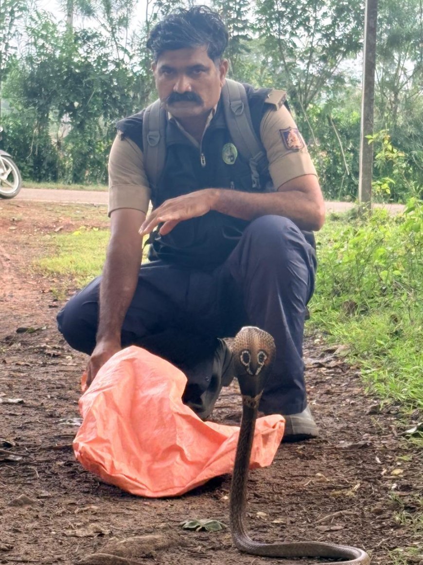 ಶಾಲೆಯ ತರಗತಿ ಕೊಠಡಿಗೆ ನುಗ್ಗಿದ ನಾಗರಹಾವು;  ಸುರಕ್ಷಿತವಾಗಿ ಹಿಡಿದು ಕಾಡಿಗೆ ಬಿಟ್ಟ ಸುನೀಲ್‌ ಹೊನ್ನಾವರ