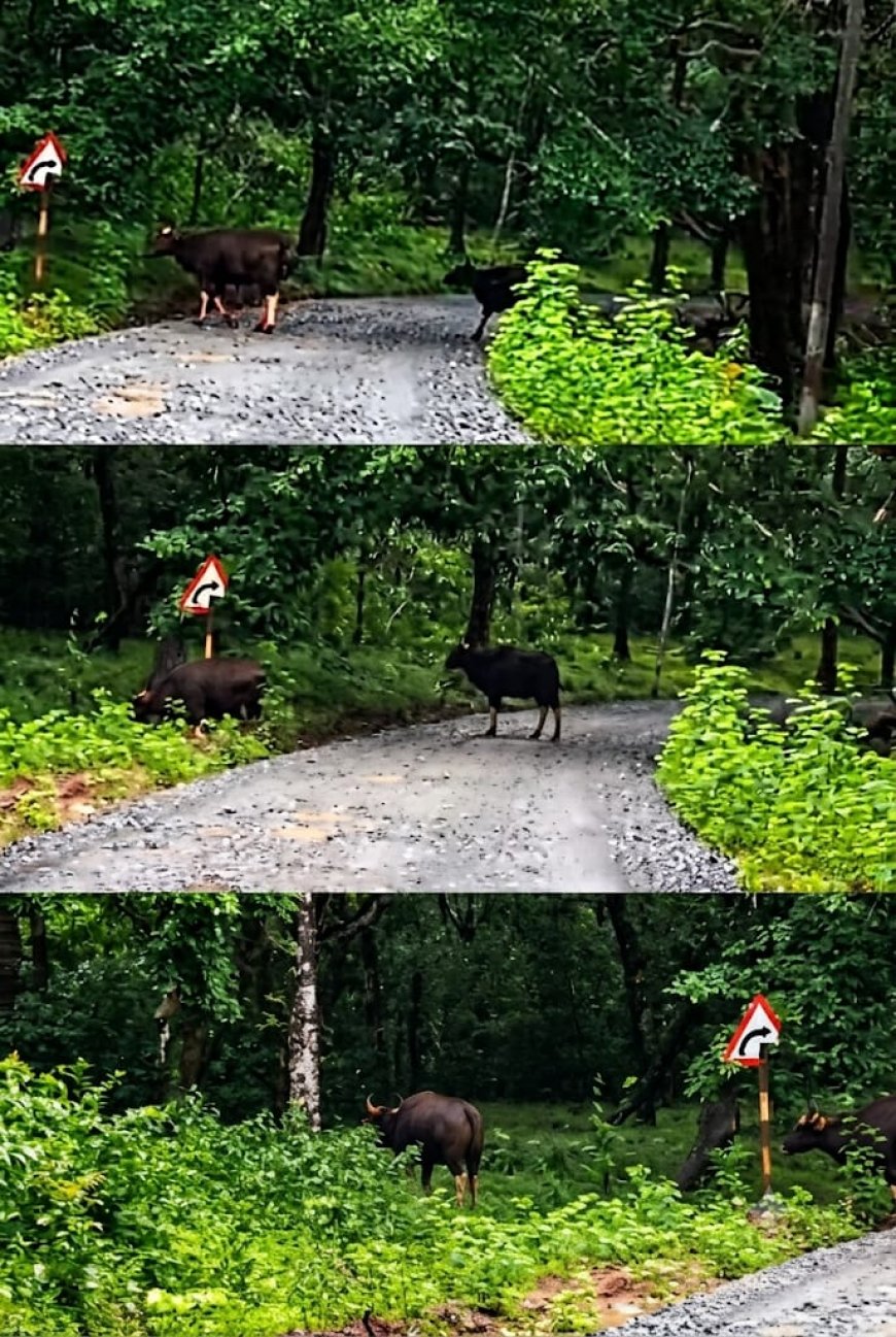 ಹನೋಲಿ–ಚಾಪೇರ ಕ್ರಾಸ್ ರಸ್ತೆ ಬದಿಯಲ್ಲೇ ಕಾಡುಕೋಣಗಳ ಹಿಂಡು ಓಡಾಟ; ಅಪರೂಪದ ದೃಶ್ಯ ಕಂಡು ಅಚ್ಚರಿಗೊಂಡ ಜನ!