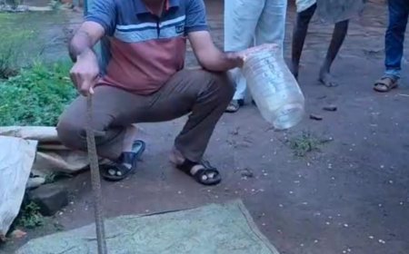 ರೈಸ್ ಮಿಲ್‌ನಲ್ಲಿ ಬೃಹತ್ ನಾಗರ ಹಾವು ಪ್ರತ್ಯಕ್ಷ: ಸಕಾಲಕ್ಕೆ ಆಗಮಿಸಿ ರಕ್ಷಿಸಿದ ಸುನೀಲ್‌ ಹೊನ್ನಾವರ