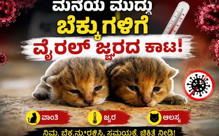 ಮನೆಯ ಮುದ್ದು ಬೆಕ್ಕುಗಳಿಗೆ ವೈರಲ್ ಜ್ವರದ ಕಾಟ!