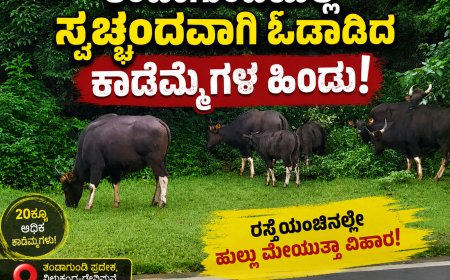 ತಂಡಾಗುಂಡಿಯಲ್ಲಿ ಸ್ವಚ್ಛಂದವಾಗಿ ಓಡಾಡಿದ ಕಾಡೆಮ್ಮೆಗಳ ಹಿಂಡು; ರಸ್ತೆಯಂಚಿನಲ್ಲೇ ಹುಲ್ಲು ಮೇಯುತ್ತಾ ವಿಹಾರ!