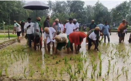 ಗದ್ದೆಗಿಳಿದ ಮಠಾಧೀಶರು, ಐಎಎಸ್‌ ಅಧಿಕಾರಿಗಳು; ಮಲೆನಾಡಿನಲ್ಲಿ ಮೊಳಗಿದ ದೇಶಿ ಭತ್ತದ ಘಮ