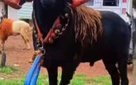 ಕುರಿ ಕಾಳಗದಲ್ಲಿ ಶಿರಸಿಯ ‘ಸುಲ್ತಾನ್’ಗೆ ಭರ್ಜರಿ ಗೆಲುವು: ₹1.5 ಲಕ್ಷ ಮೌಲ್ಯದ ಬೈಕ್‌ ತನ್ನದಾಗಿಸಿಕೊಂಡ ವೀರ ಕುರಿ!