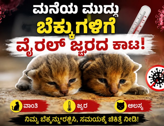 ಮನೆಯ ಮುದ್ದು ಬೆಕ್ಕುಗಳಿಗೆ ವೈರಲ್ ಜ್ವರದ ಕಾಟ!