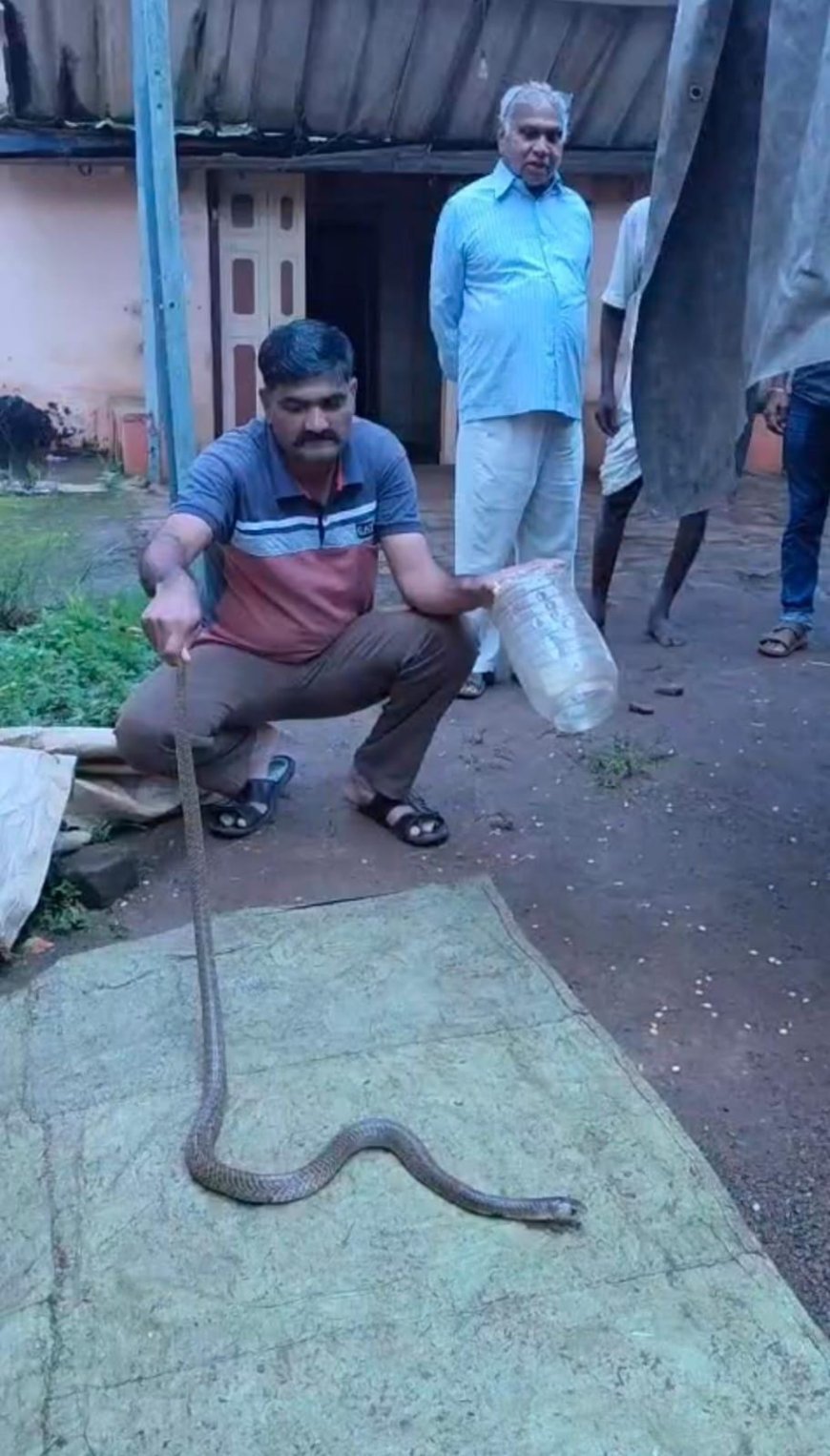 ರೈಸ್ ಮಿಲ್‌ನಲ್ಲಿ ಬೃಹತ್ ನಾಗರ ಹಾವು ಪ್ರತ್ಯಕ್ಷ: ಸಕಾಲಕ್ಕೆ ಆಗಮಿಸಿ ರಕ್ಷಿಸಿದ ಸುನೀಲ್‌ ಹೊನ್ನಾವರ