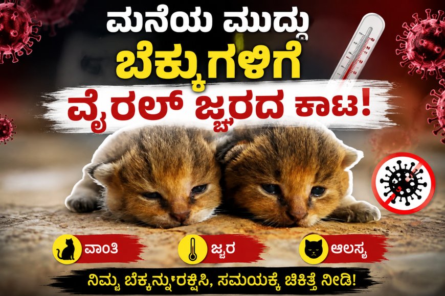 ಮನೆಯ ಮುದ್ದು ಬೆಕ್ಕುಗಳಿಗೆ ವೈರಲ್ ಜ್ವರದ ಕಾಟ!