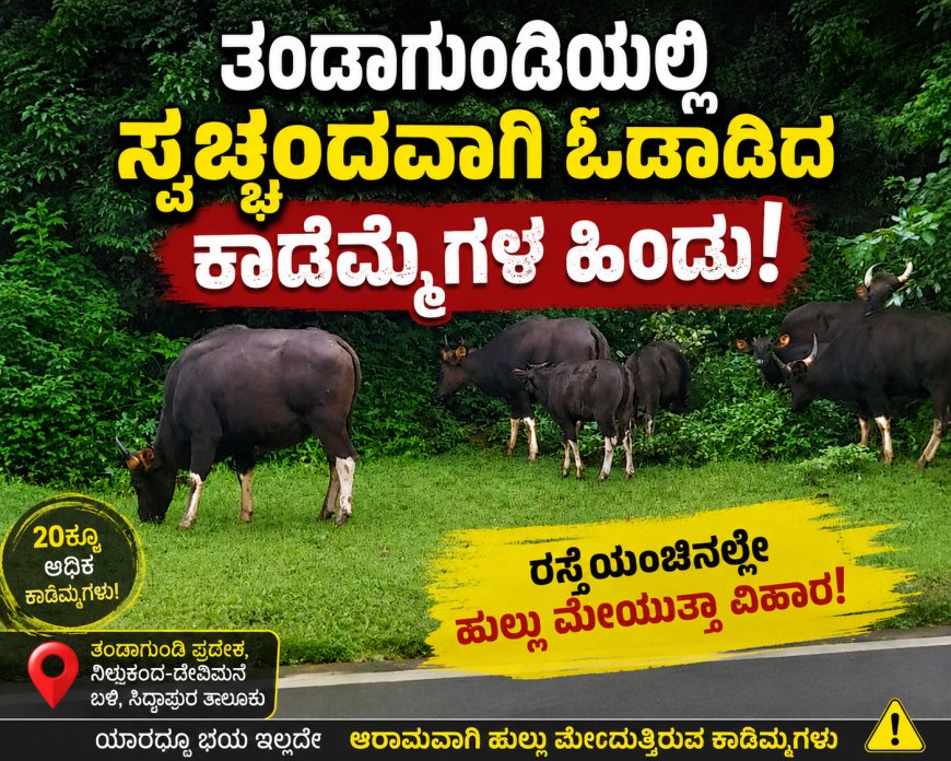 ತಂಡಾಗುಂಡಿಯಲ್ಲಿ ಸ್ವಚ್ಛಂದವಾಗಿ ಓಡಾಡಿದ ಕಾಡೆಮ್ಮೆಗಳ ಹಿಂಡು; ರಸ್ತೆಯಂಚಿನಲ್ಲೇ ಹುಲ್ಲು ಮೇಯುತ್ತಾ ವಿಹಾರ!
