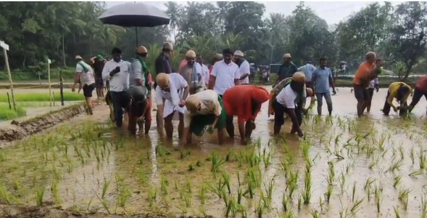 ಗದ್ದೆಗಿಳಿದ ಮಠಾಧೀಶರು, ಐಎಎಸ್‌ ಅಧಿಕಾರಿಗಳು; ಮಲೆನಾಡಿನಲ್ಲಿ ಮೊಳಗಿದ ದೇಶಿ ಭತ್ತದ ಘಮ