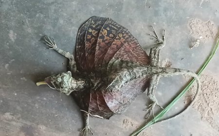 ಮರದಿಂದ ಮರಕ್ಕೆ ಹಾರುವ ಅಪರೂಪದ ಜೀವಿ; ಉಂಚಳ್ಳಿಯಲ್ಲಿ ‘ಹಾರುವ ಹಲ್ಲಿ’ ಪತ್ತೆ