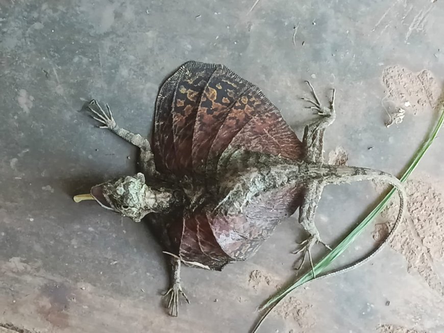 ಮರದಿಂದ ಮರಕ್ಕೆ ಹಾರುವ ಅಪರೂಪದ ಜೀವಿ; ಉಂಚಳ್ಳಿಯಲ್ಲಿ ‘ಹಾರುವ ಹಲ್ಲಿ’ ಪತ್ತೆ