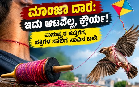 ಮಾಂಜಾ ದಾರ: ಇದು ಆಟವಲ್ಲ, ಕ್ರೌರ್ಯ! ಮನುಷ್ಯರ ಕುತ್ತಿಗೆಗೆ, ಪಕ್ಷಿಗಳ ಪಾಲಿಗೆ ಸಾವಿನ ಬಲೆ!