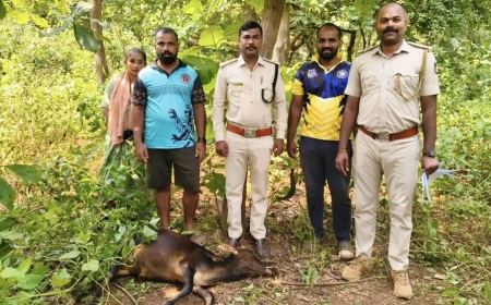 ಕುಮಟಾದ ಎಡ್ತಾರೆ ಗ್ರಾಮದಲ್ಲಿ ಚಿರತೆ ದಾಳಿ: ಕರು ಬಲಿ, ಗ್ರಾಮಸ್ಥರಲ್ಲಿ ಆತಂಕ!