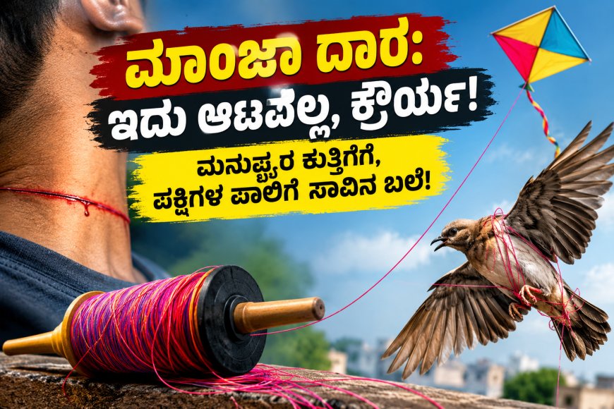 ಮಾಂಜಾ ದಾರ: ಇದು ಆಟವಲ್ಲ, ಕ್ರೌರ್ಯ! ಮನುಷ್ಯರ ಕುತ್ತಿಗೆಗೆ, ಪಕ್ಷಿಗಳ ಪಾಲಿಗೆ ಸಾವಿನ ಬಲೆ!