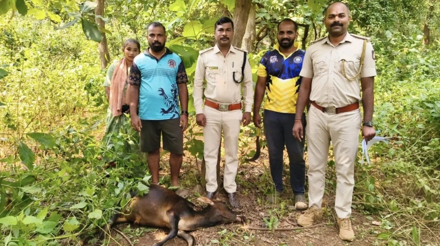 ಕುಮಟಾದ ಎಡ್ತಾರೆ ಗ್ರಾಮದಲ್ಲಿ ಚಿರತೆ ದಾಳಿ: ಕರು ಬಲಿ, ಗ್ರಾಮಸ್ಥರಲ್ಲಿ ಆತಂಕ!