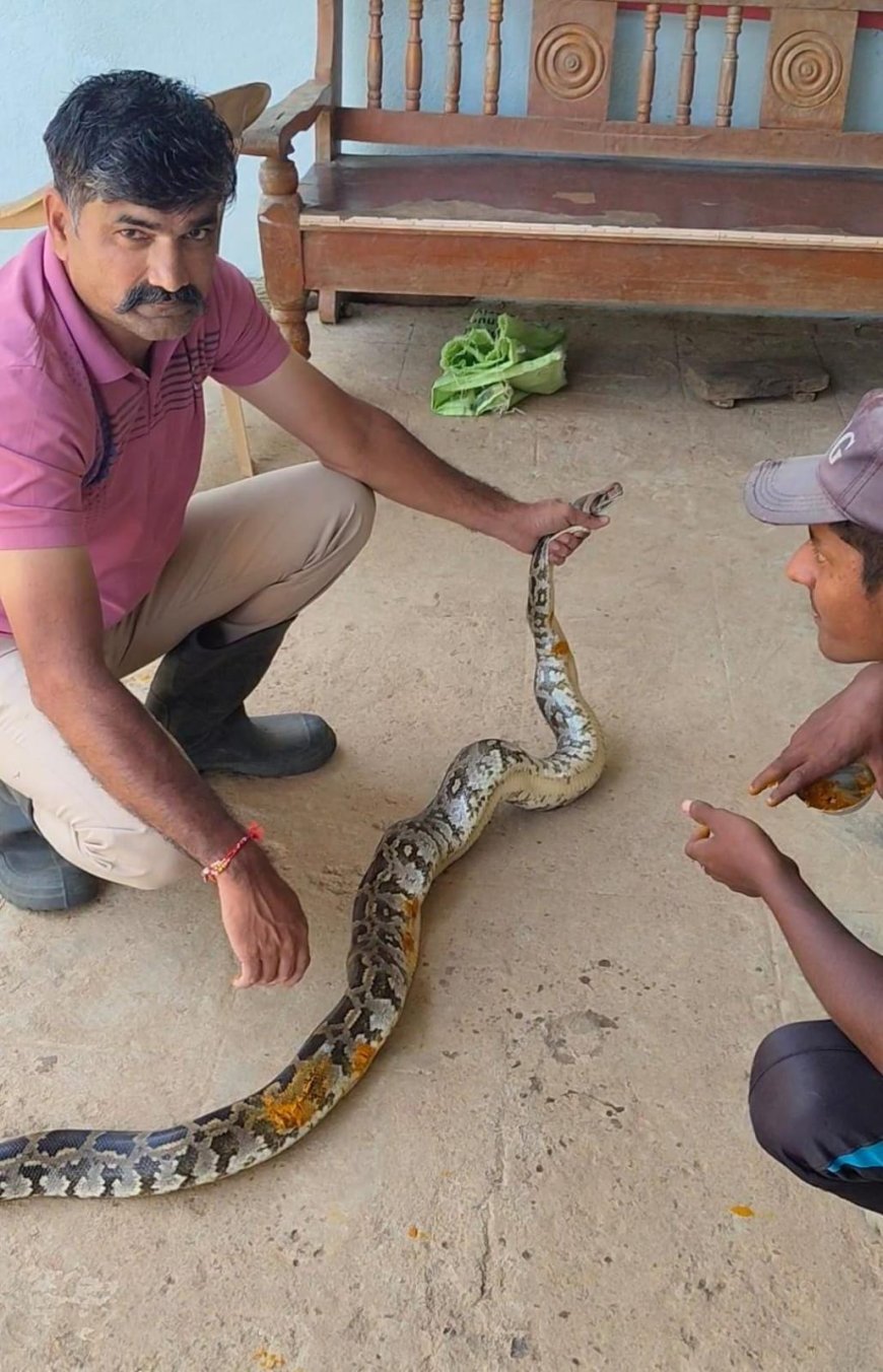 ಮುಂಡಗೋಡದಲ್ಲಿ ಗಾಯಗೊಂಡ ಬೃಹತ್ ಹೆಬ್ಬಾವಿನ ರಕ್ಷಣೆ; ಅರಣ್ಯ ಸಿಬ್ಬಂದಿಯಿಂದ ಸಮಯೋಚಿತ ಕಾರ್ಯಾಚರಣೆ